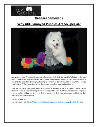 Samoyed Dog – Friendly, Fluffy, and Family-Friendly Companion