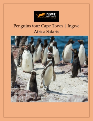 Penguins tour Cape Town | Ingwe Africa Safaris