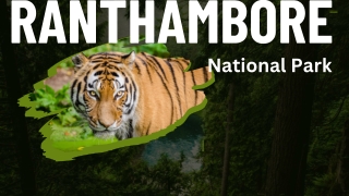 Experience the Wild Like Never Before – Book Your Ranthambore Safari Online Toda