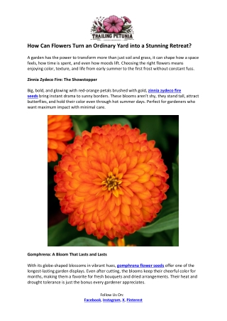 Trailing Petunia Article- Cuphea Seeds for Sale