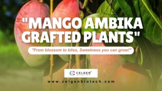 Ambika Mango Grafted Plant – Sweetness, Health & Growth