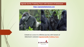 Uganda Gorilla Trekking Tours