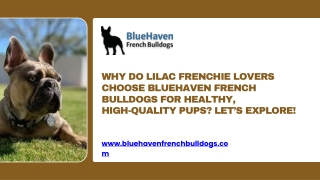 Why Do Lilac Frenchie Lovers Choose BlueHaven French Bulldogs for Healthy, High‑Quality Pups Let’s Explore
