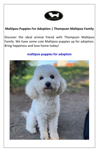 Maltipoo Puppies For Adoption  Thompson Maltipoo Family