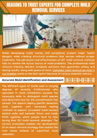 Professional Mold Cleaning And Removal