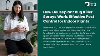 How Houseplant Bug Killer Sprays Work Effective Pest Control for Indoor Plants