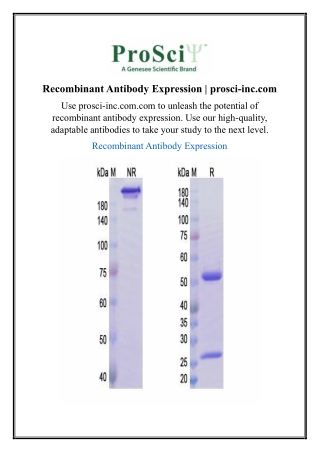 Recombinant Antibody Expression | prosci-inc.com