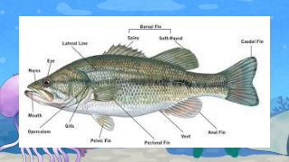 major groups of fishes