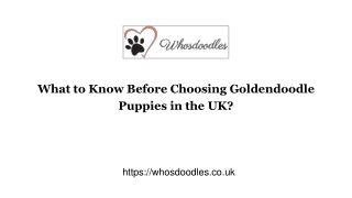 What to Know Before Choosing Goldendoodle Puppies in the UK?