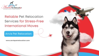 Importing Pets to India | Stress-Free Relocation with Experts