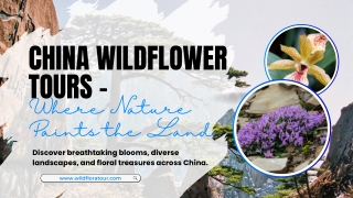 China Wildflower Tours – Where Nature Paints the Land