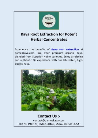 Kava Root Extraction for Potent Herbal Concentrates