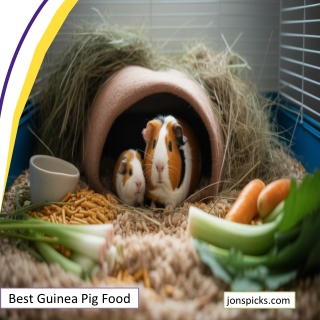 Best Guinea Pig Food