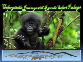 Unforgettable Journeys with Rwanda Safari Packages