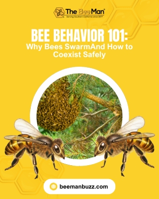 Bee Behavior 101 Why Bees SwarmAnd How to Coexist Safely