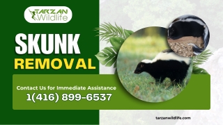 Skunk Removal Toronto – Humane & Effective Solutions by Tarzan Wildlife