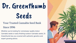 Cannabis Seeds Female Near Casselman | Dr. Greenthumb Seeds