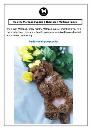 Healthy Maltipoo Puppies  Thompson Maltipoo Family
