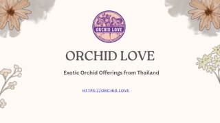 Orchid Love – Exotic Orchid Offerings from Thailand