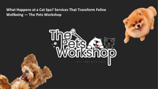 What Happens at a Cat Spa Services That Transform Feline Wellbeing — The Pets Workshop