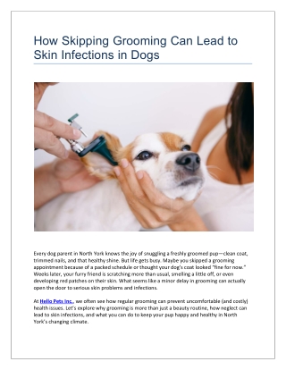 How Skipping Grooming Can Lead to Skin Infections in Dogs