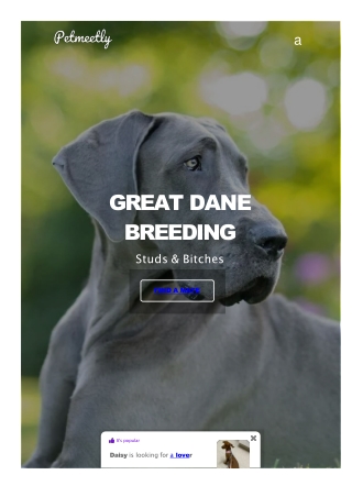 petmeetly-com-dog-breeding-great-dane...