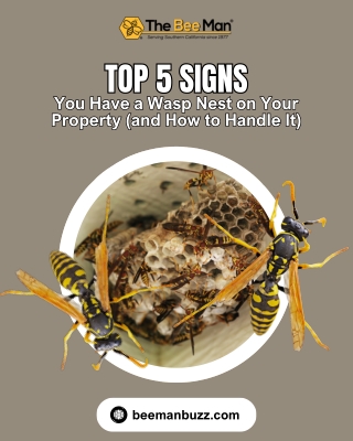Top 5 Signs You Have a Wasp Nest on Your Property (and How to Handle It)