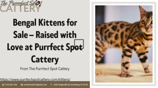 Bengal Kittens for Sale – Raised with Love at Purrfect Spot Cattery