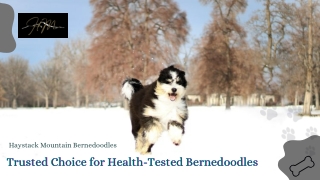 Health Tested Bernedoodles: Breeding for Wellness and Temperament