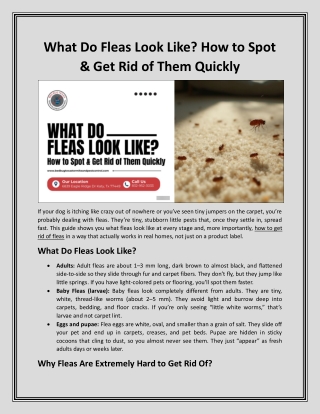 What Do Fleas Look Like How to Spot & Get Rid of Them Quickly
