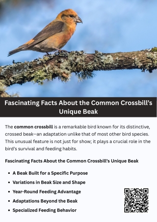 Fascinating Facts About the Common Crossbill’s Unique Beak
