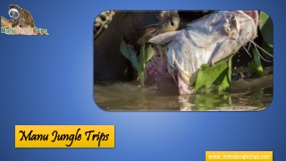 Manu Jungle Trips