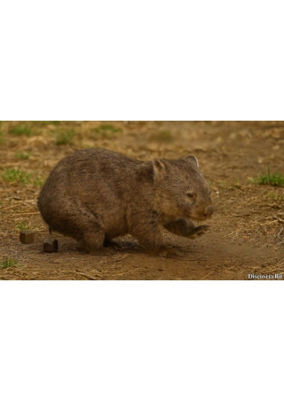 Wombat Poop Nature's Cube-Shaped Marvel