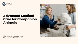 Advanced Medical Care for Companion Animals
