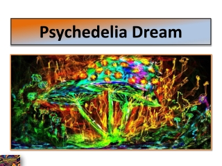 Mushroom Psychedelic Gummies Online  Psychedelia Dream
