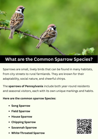 What are the Common Sparrow Species?