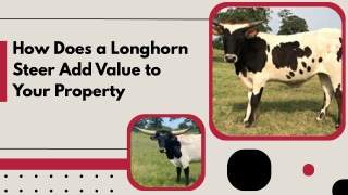 Top Quality Steers Available for Purchase