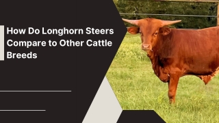 Powerful Horned Cattle of the Open Range