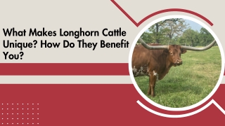 Premium Breeding Stock Offered by Trusted Ranchers