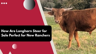 Premium Bulls Perfect for Big Ranches