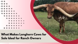 Smart Livestock Choice for Long-Term Profits