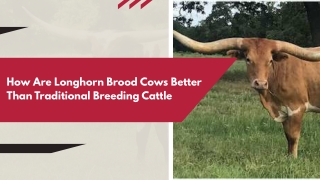 Proven Herd for Sustainable Ranch Growth