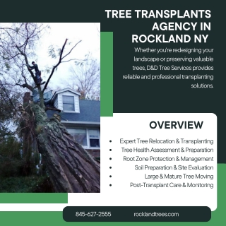 Tree Transplants Agency in Rockland NY  D&D Tree Services