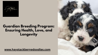 Guardian Breeding Program: Creating Loving Homes for Breeding Dogs