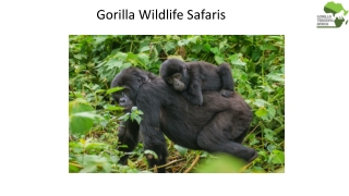 Gorilla Wildlife Safaris