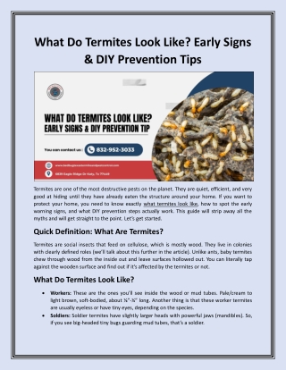 What Do Termites Look Like Early Signs & DIY Prevention Tips