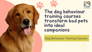 The dog behaviour training courses transform bad pets into ideal companions