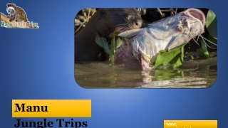 Manu Jungle Trips
