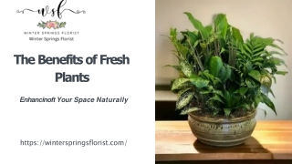 The Benefits of Fresh Plants