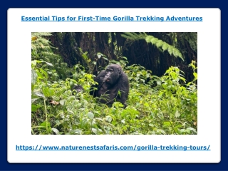 Essential Tips for First-Time Gorilla Trekking Adventures